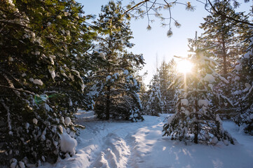 Winter landscape on frosty sunny morning. Sun's rays break through branches of fir trees. Winter forest is covered with shiny snow