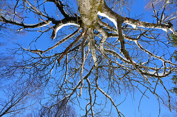 crown of tree from below against blue winter sky. View of sky from forest. Beautiful background of natural trees on bright winter day. Bare branches of deciduous trees