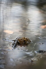 Frogs in the mating season. The spring is comming. European fauna.