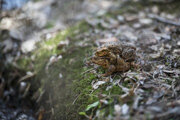 Frogs in the mating season. The spring is comming. European fauna.