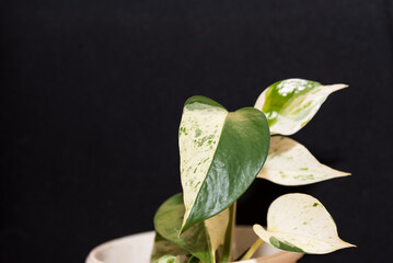 zweifarbiges Herzblatt einer Efeuranke