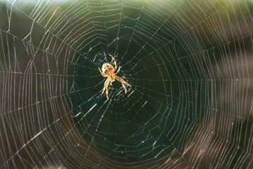 Gartenkreuzspinne im Spinnennetz