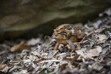 Frogs in the mating season. The spring is comming. European fauna.