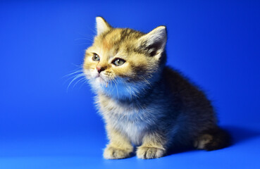 Fototapeta na wymiar Small kitten of the British chinchilla breed on blue background. Little baby cat lick. Babycat with with open mouth sticking out tongue licks. Family cats and domestic kittens concept