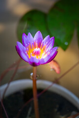 Lotus, fresh color, with yellow stamens of the lotus flower