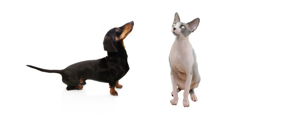 Naklejka premium Two pets begging food. Male dachshund dog puppy and sphynx cat looking up. Isolated on white background.