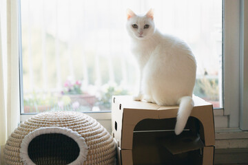 白の保護猫（a cute white rescued cat）