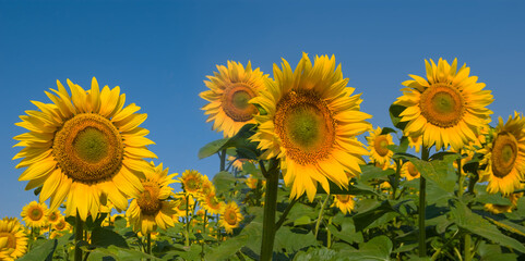 Obraz premium closeup golden sunflower flowers on blue sky background
