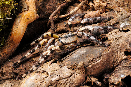 Sri Lanka ornamental tarantula // Sri Lanka-Baumvogelspinne (Poecilotheria fasciata)