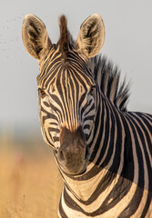 Fototapeta na wymiar Plains Zebra, Pilanesberg National Park