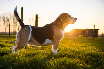 Beagle dog in a grass field at sunset