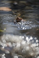 Frogs in the mating season. The spring is comming. European fauna.