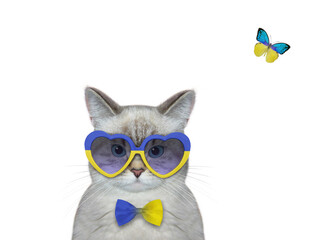 An ashen cat patriot wears ukrainian flag heart shaped sunglasses. White background. Isolated.