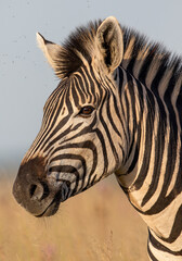 Naklejka premium Plains Zebra, Pilanesberg National Park
