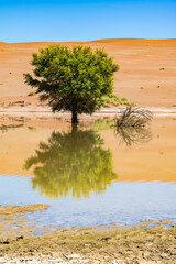 Fototapeta na wymiar Namibia, reflection of the dunes in the Namib desert, lake in raining season, beautiful landscape in Dead Vlei 