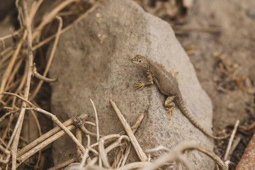 lizard on the stone