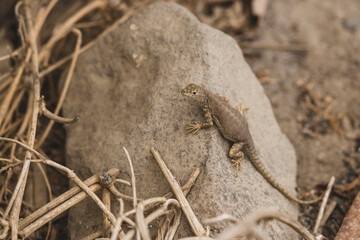 lizard on a stone