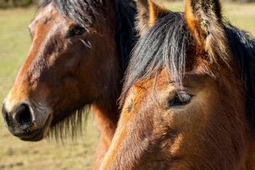 Close-up of a horse's head