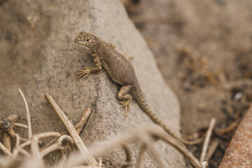 lizard on a rock