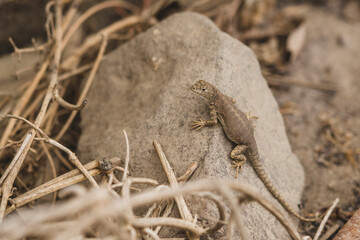 lizard on a rock