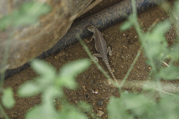 lizard on a stone