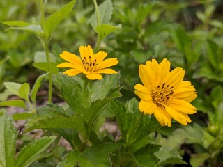 Wedelia flower (Sphagneticola trilobata) grows wild and fertile in the Borneo tropical climate