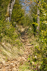 Mountain trails covered in greenery 