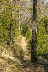 Mountain trails covered in greenery 