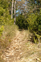 Mountain trails covered in greenery 