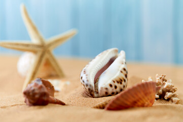 sea shells on the sand