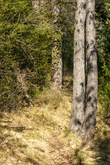 Mountain trails covered in greenery 