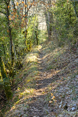 Fototapeta na wymiar Mountain trails covered in greenery 