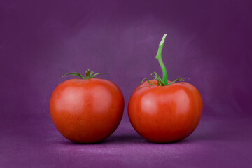tomatoes on a purple background