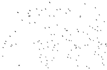 A flock of flying birds. Free birds. Vector illustration