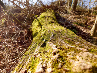 Sturmschäden Frühjahr 2022