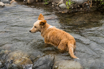 peruvian mountain dog in a river