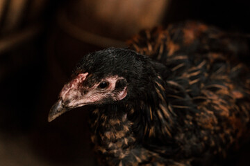 black farm hen from peru