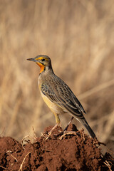 Cape Longclaw, Addo Elephant National Park