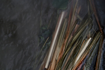 cook herbal tea luisa in the mountains