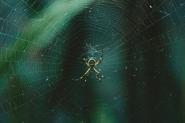 spider on web