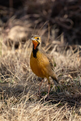 Cape Longclaw, Addo Elephant National Park