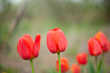 Red flower in garden. Flowers in summer. Tulips are red.