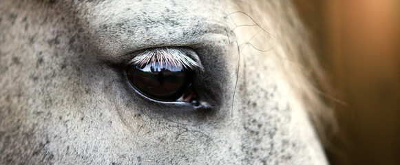 Portrait of a gray horse, close-up eye.