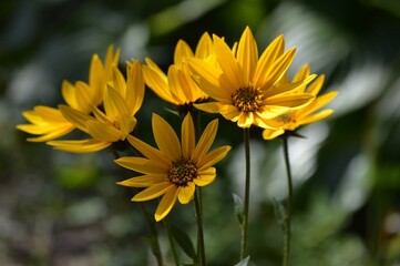 bouquet of autumn yellow flowers