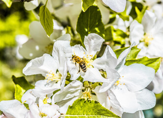 white flowers