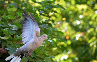 a gray dove with outstretched wings takes off