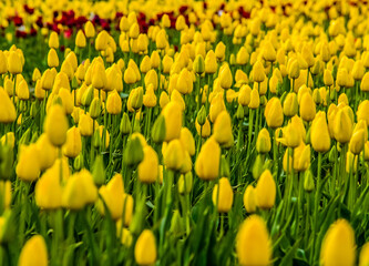 field of tulips