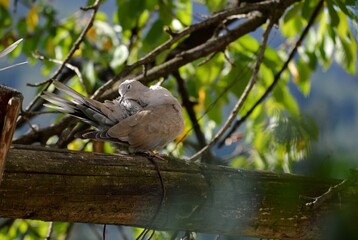 a dove on a branch cleans its feathers