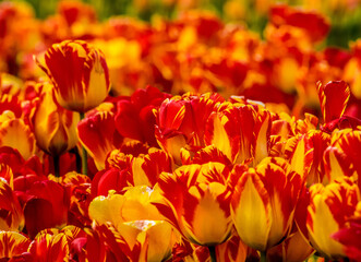 red and yellow tulips