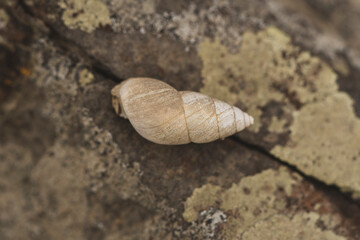 snail on a natural stone wall in the mountain
